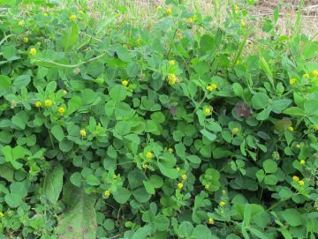 Medicago sp. — Black Medic or Hop Trefoil